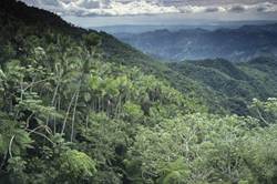 Description: tropical rainforest: Puerto Rico